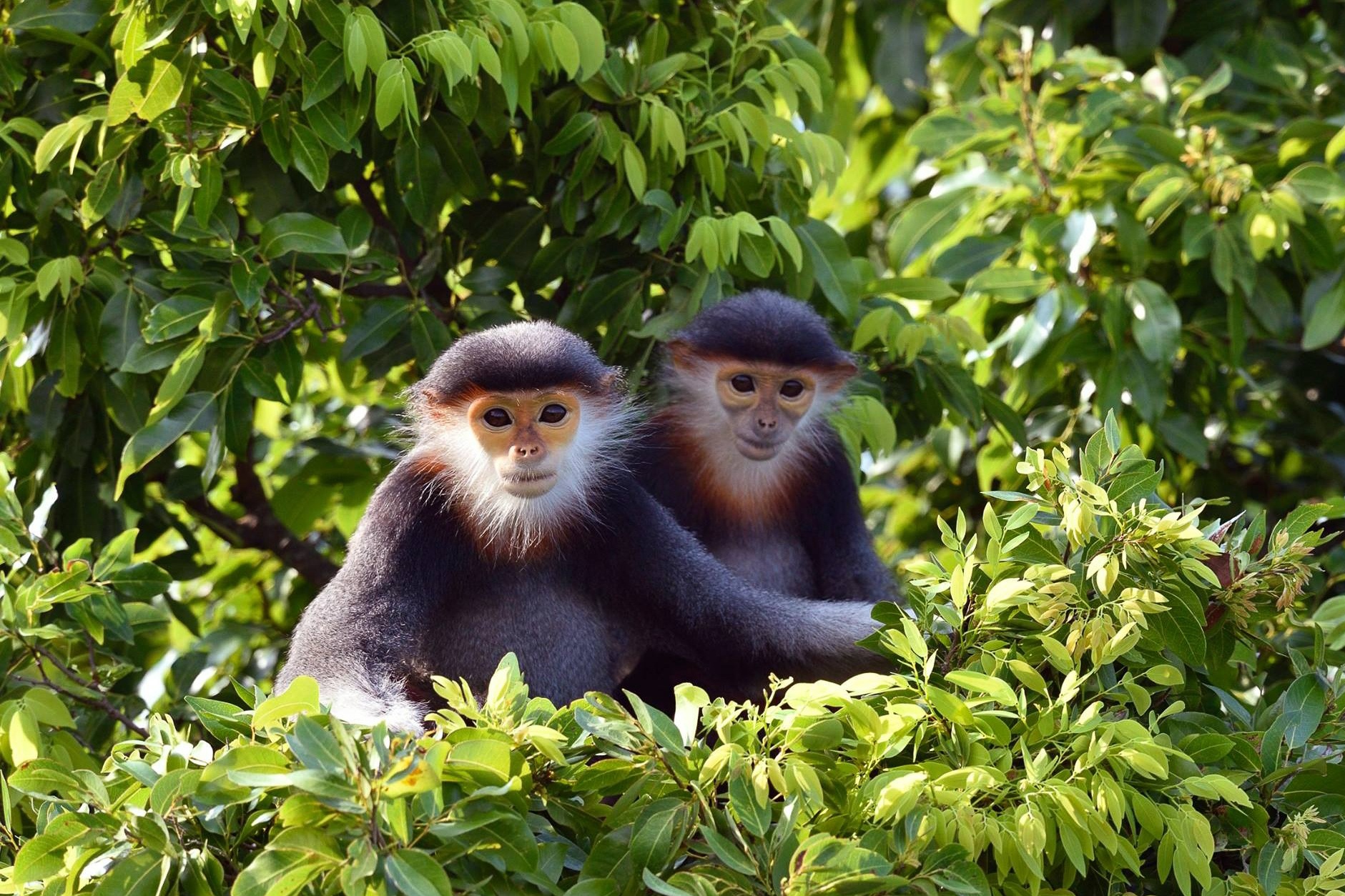 kham pha Son Tra anh 1