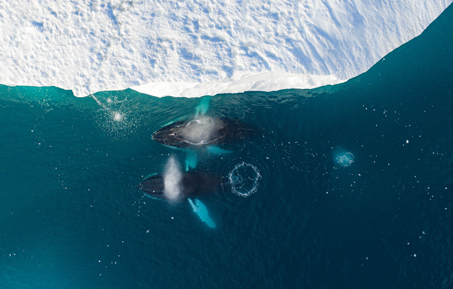 Toi den hon dao ong Trump muon mua hinh anh