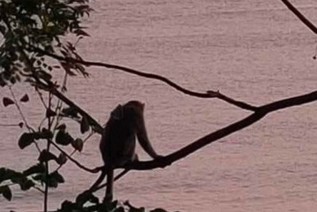 Khi me gao ru, om con da chet tren ban dao Son Tra hinh anh