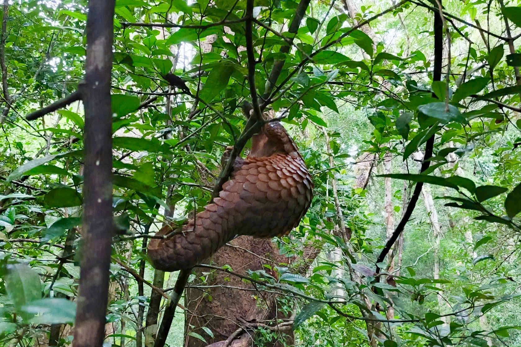 Sung so nhin 'sach do' te te giua rung Bu Gia Map hinh anh