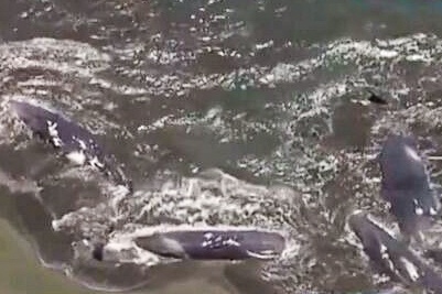 4 ca voi dat vao bo bien Nhat Ban sau tran dong dat hinh anh