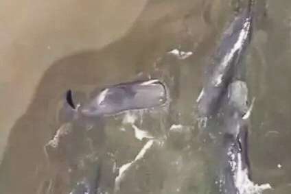 Ca voi dat vao bo bien Nhat sau tran dong dat hinh anh