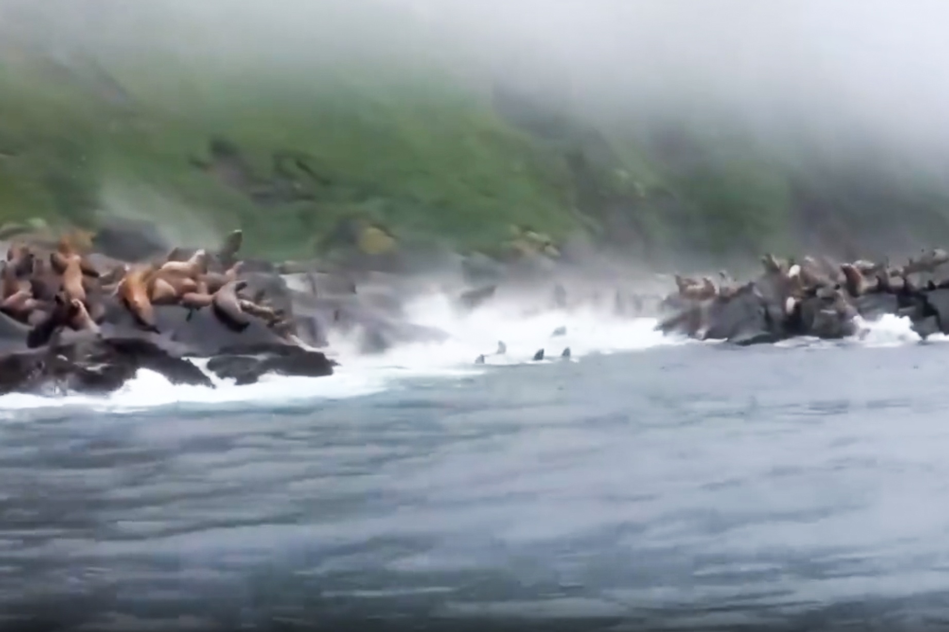 Hang tram su tu bien Steller nhay xuong bien tron song than o Nga hinh anh