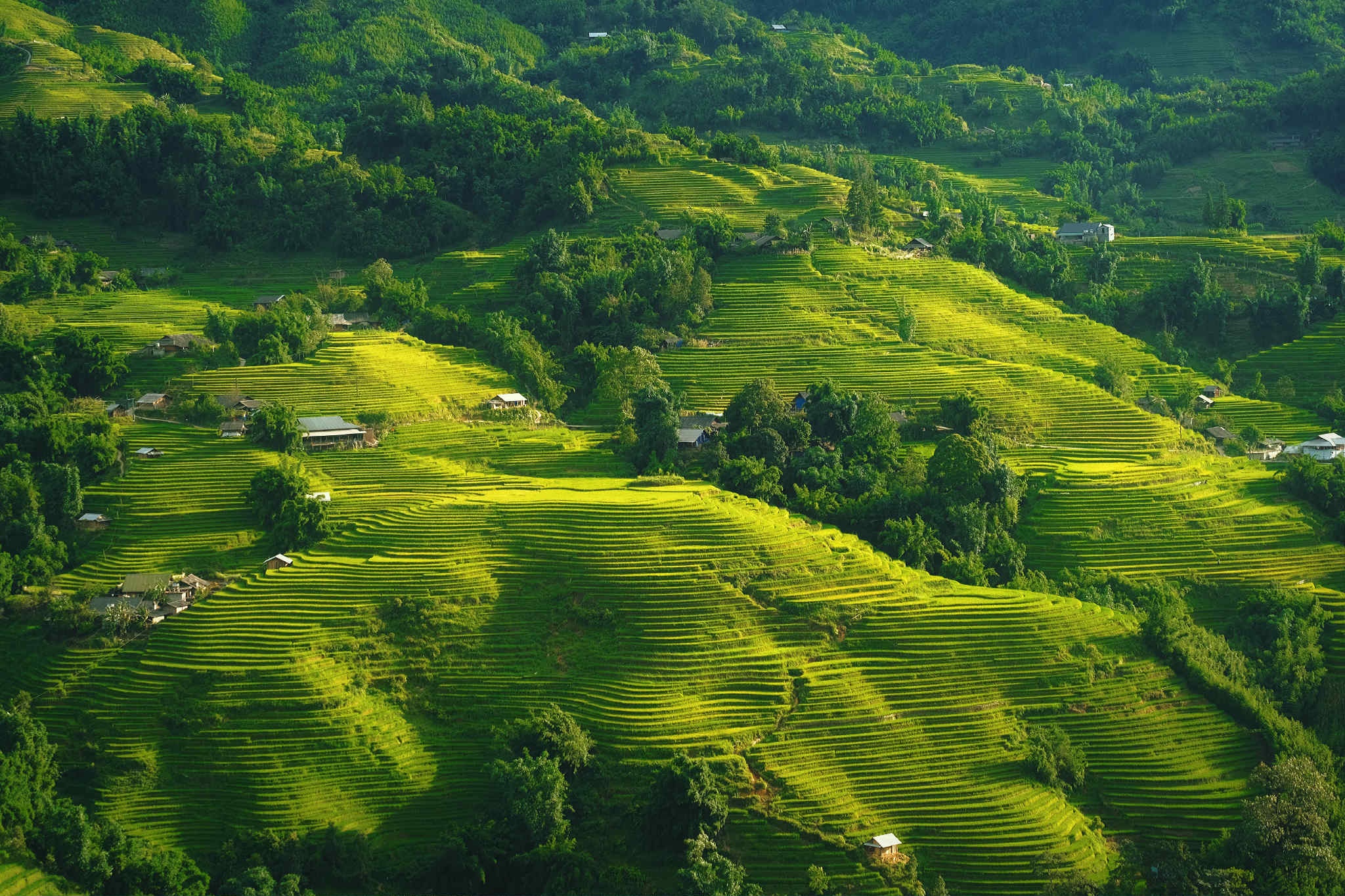 Mua vang Tay Bac anh 1