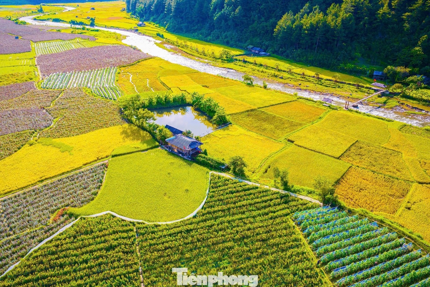 Ruong bac thang mua vang anh 3