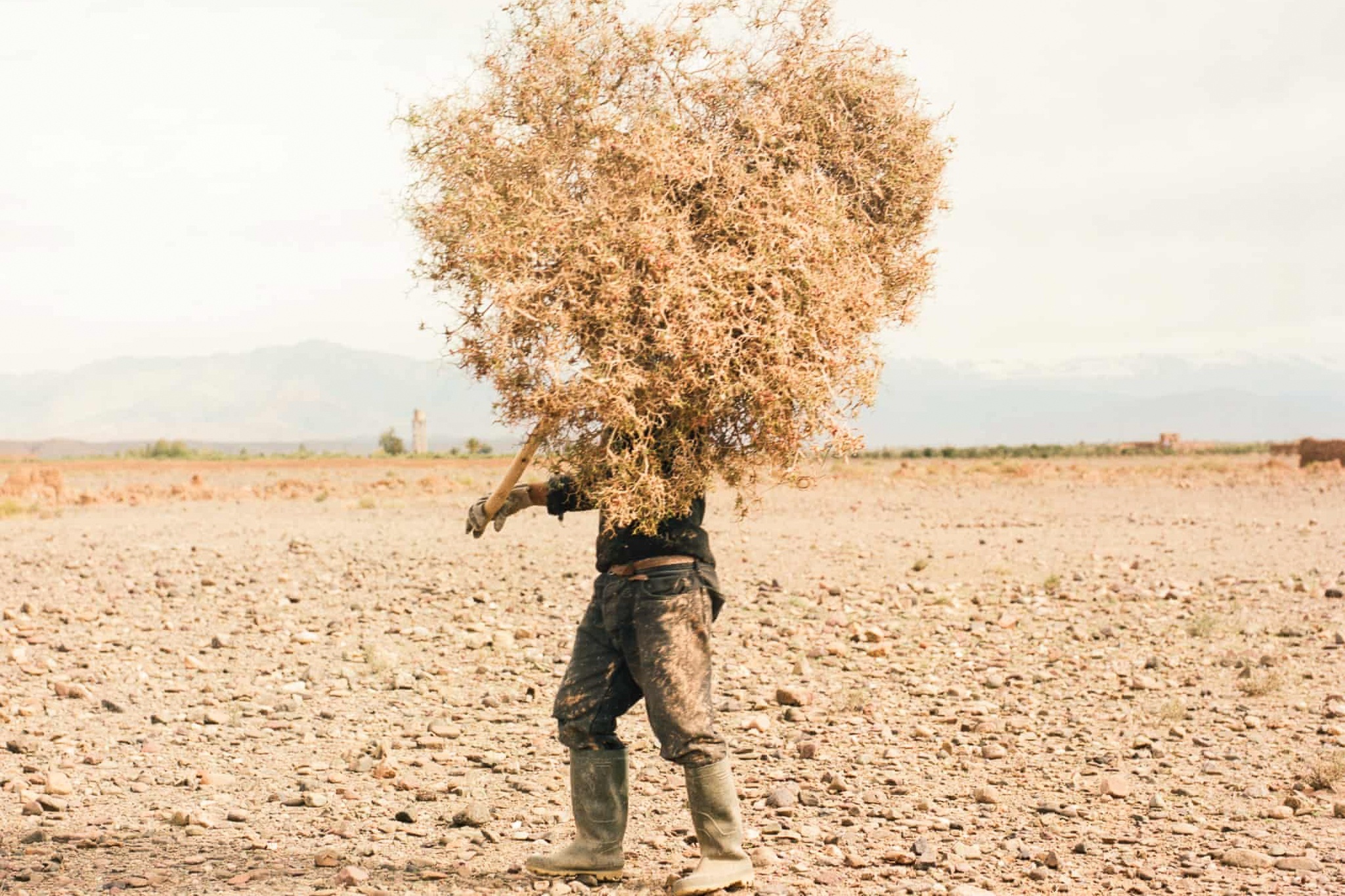 Oc dao Morocco 'hap hoi' hinh anh