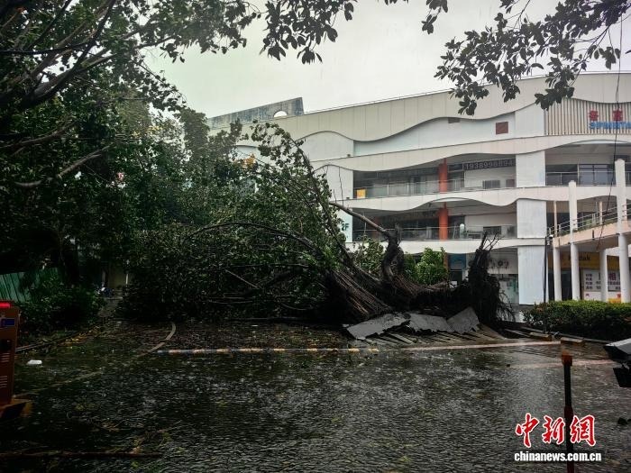 Dao Hai Nam bao Kajiki anh 7