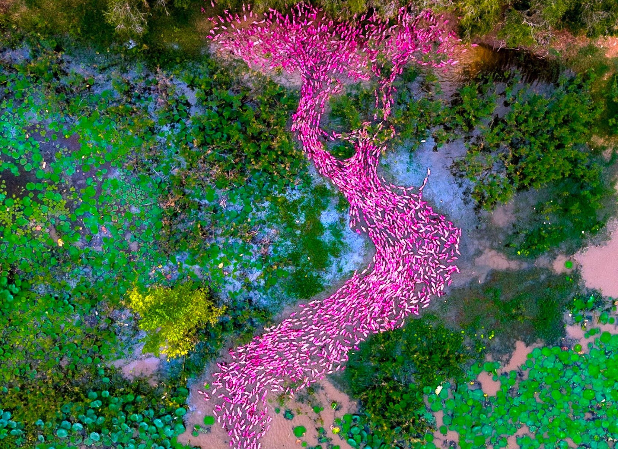 Thuc hu bo anh vit hong nhu AI o An Giang hinh anh