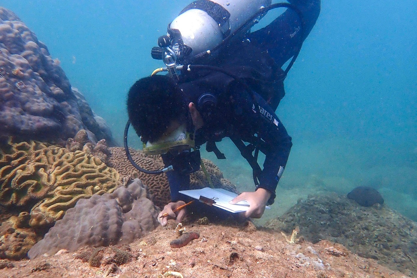 Can canh phuc hoi san ho duoi day bien Da Nang hinh anh