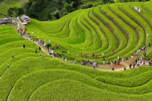 Canh dong nhu hoi tai Mu Cang Chai hinh anh