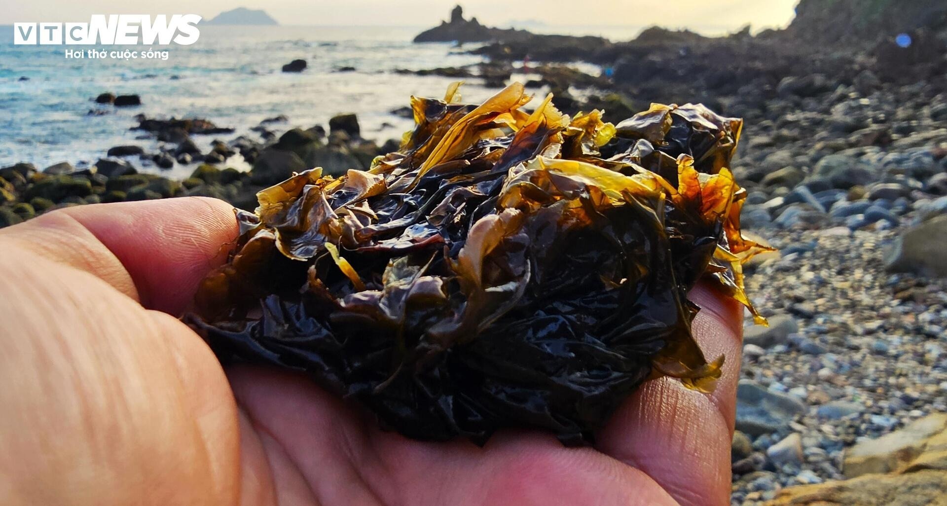 Nghe cao rong mut anh 13