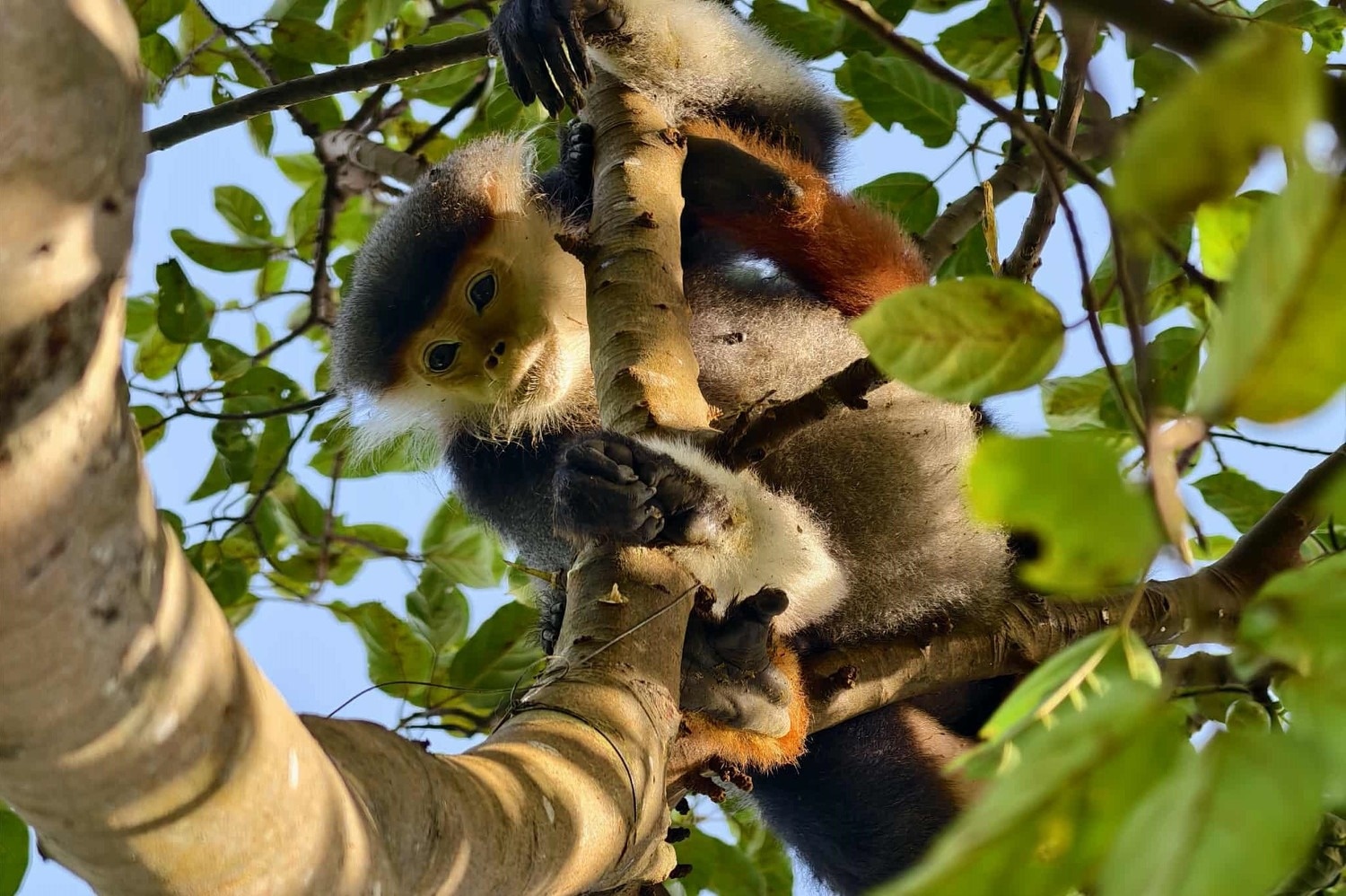 Loai quy hiem bi dinh bay loi xuong tren ban dao Son Tra hinh anh