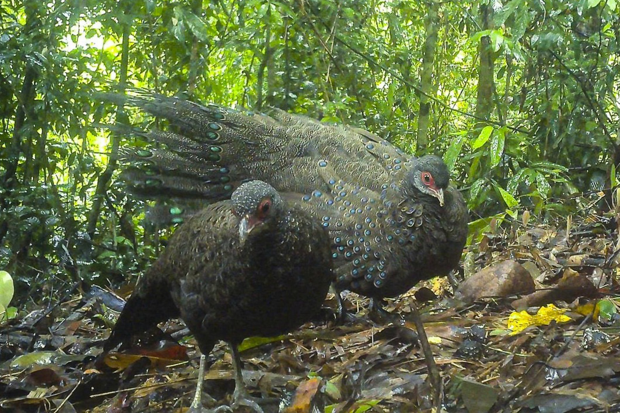 Gau ngua va ga tien mat do quy hiem xuat hien o Quang Ngai hinh anh