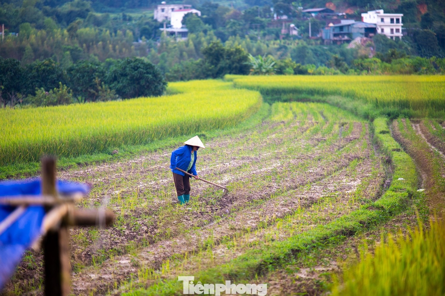 Ruong bac thang Luc Hon anh 7