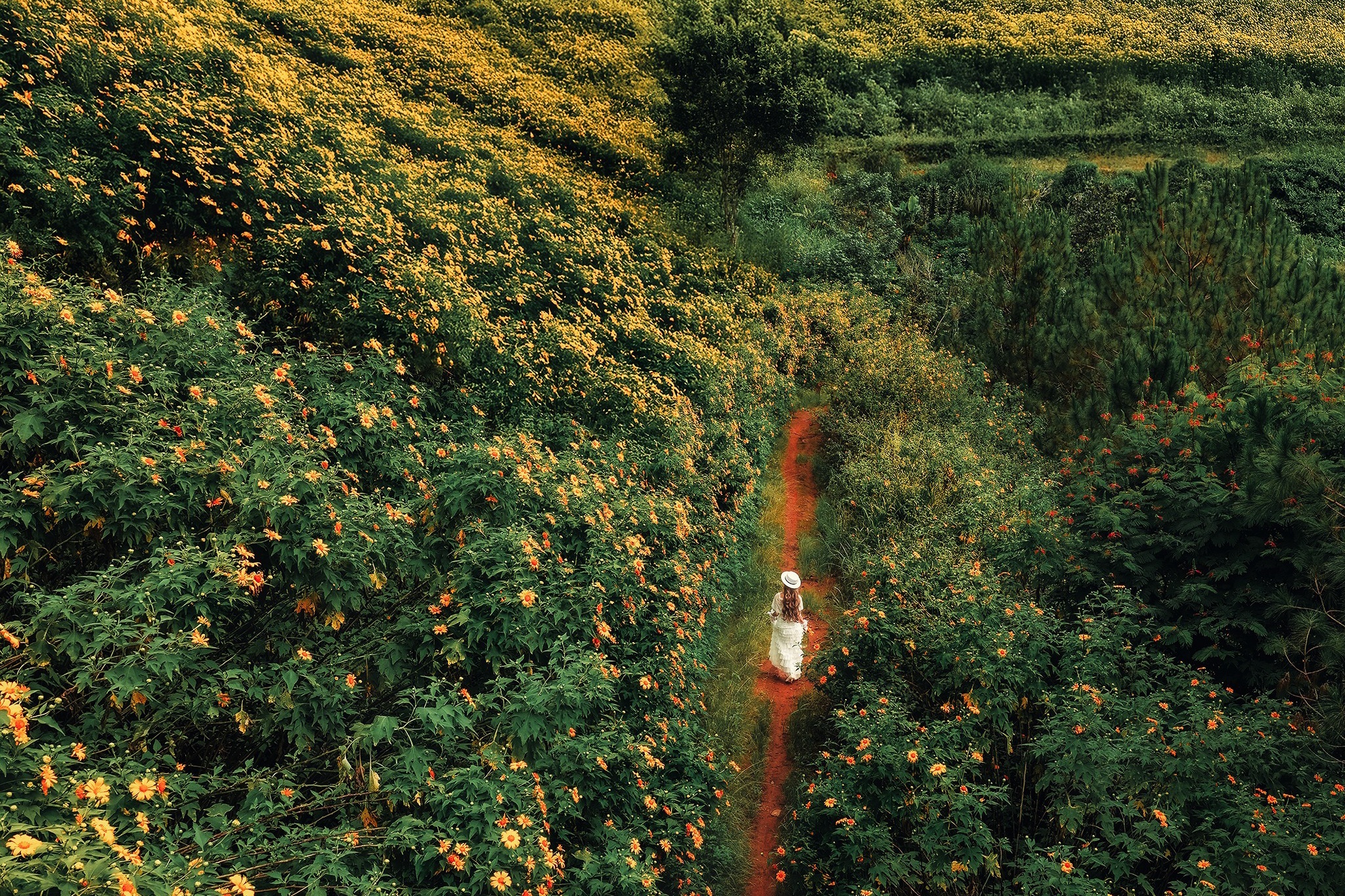 Da Lat vao mua da quy dep nhat nam hinh anh