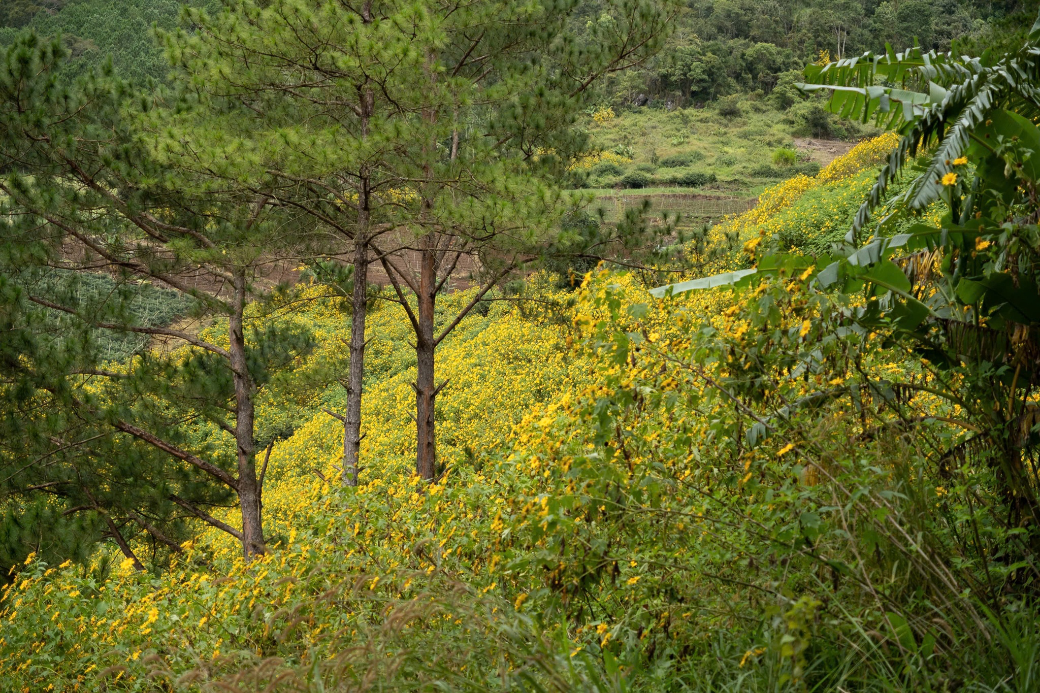 Da quy Da Lat anh 13