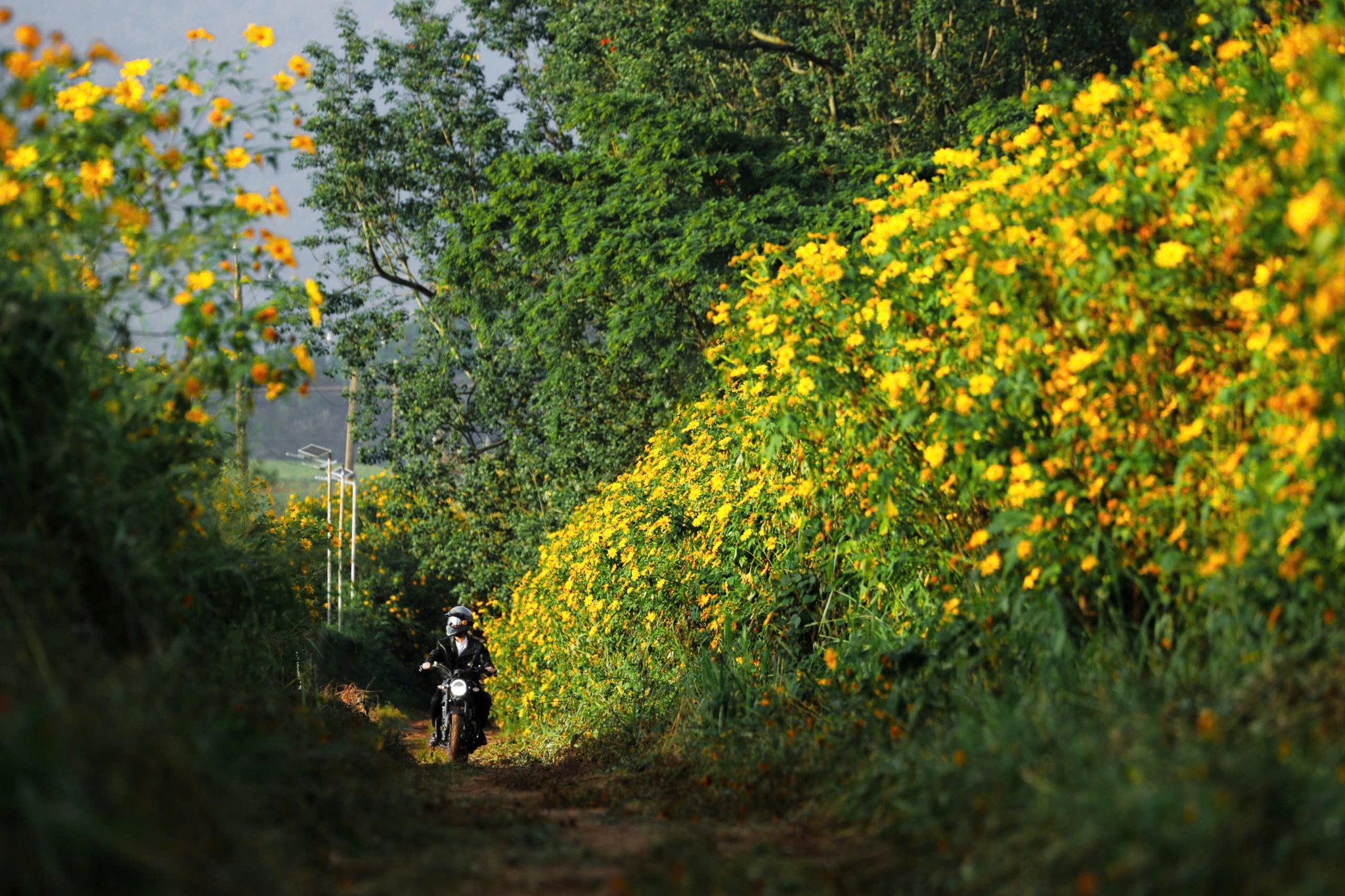 Da quy Da Lat anh 15