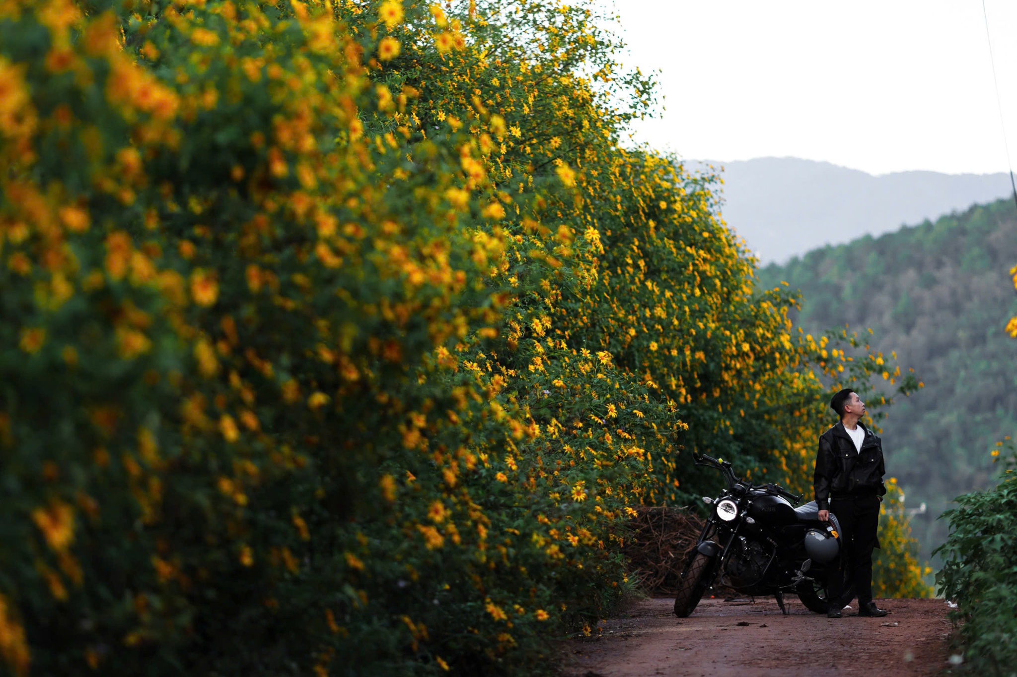 Da quy Da Lat anh 14