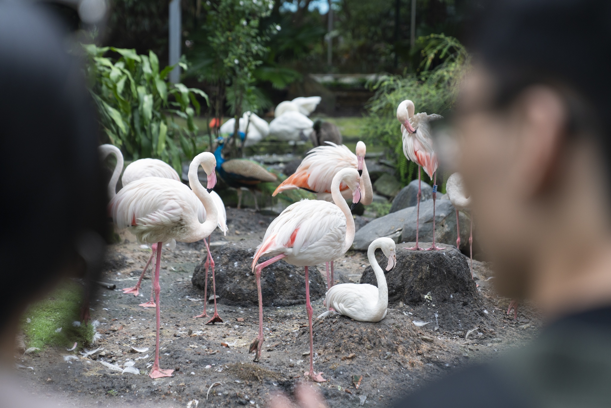 Hong hac Thao Cam Vien anh 5