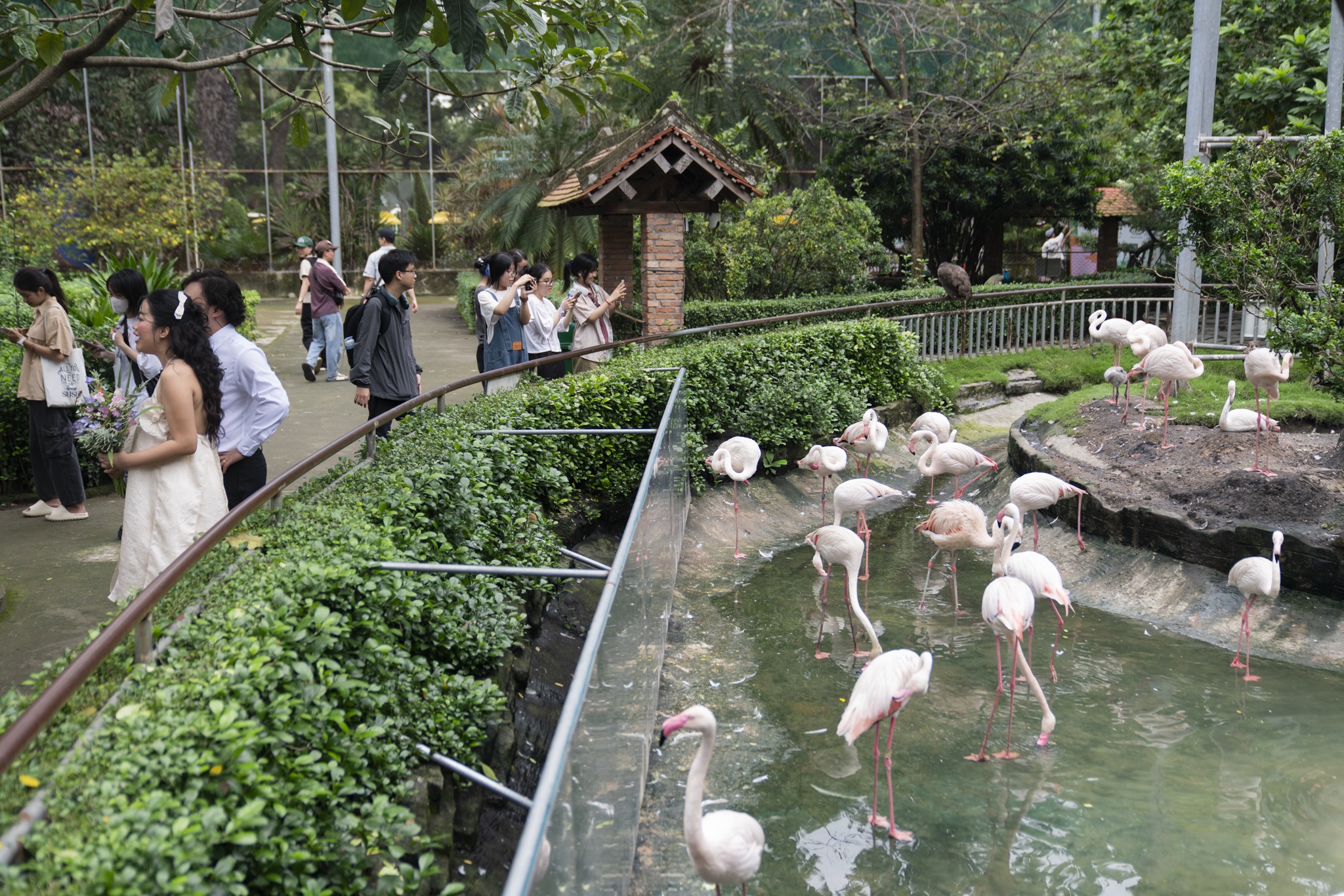 Hồng hạc Thảo Cầm Viên ảnh 1 Hong hac Thao Cam Vien anh 1