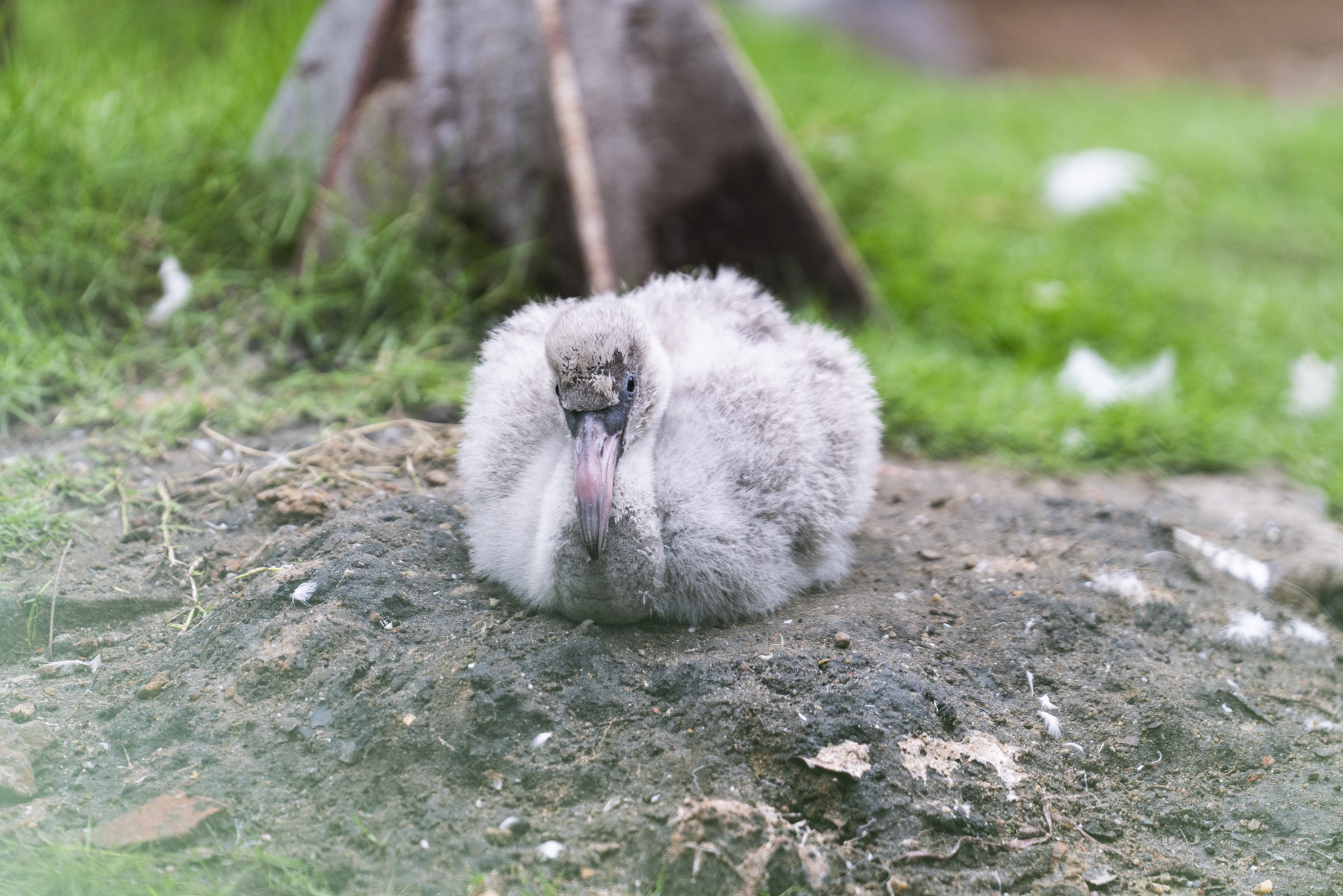 Hong hac Thao Cam Vien anh 2