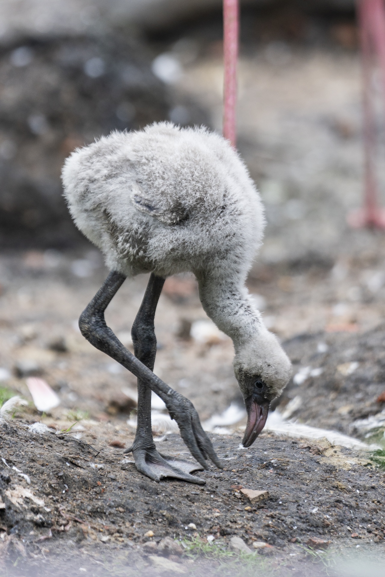 Hồng hạc Thảo Cầm Viên ảnh 4 Hong hac Thao Cam Vien anh 4