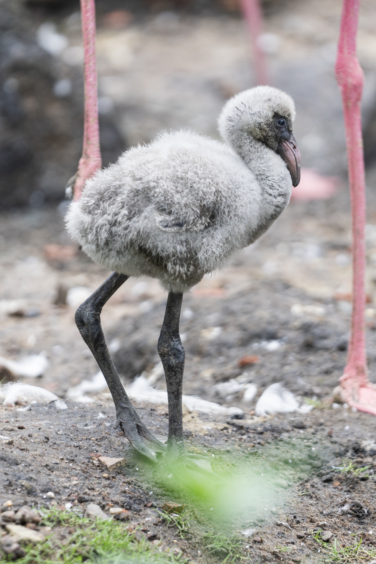 Hồng hạc Thảo Cầm Viên ảnh 3 Hong hac Thao Cam Vien anh 3