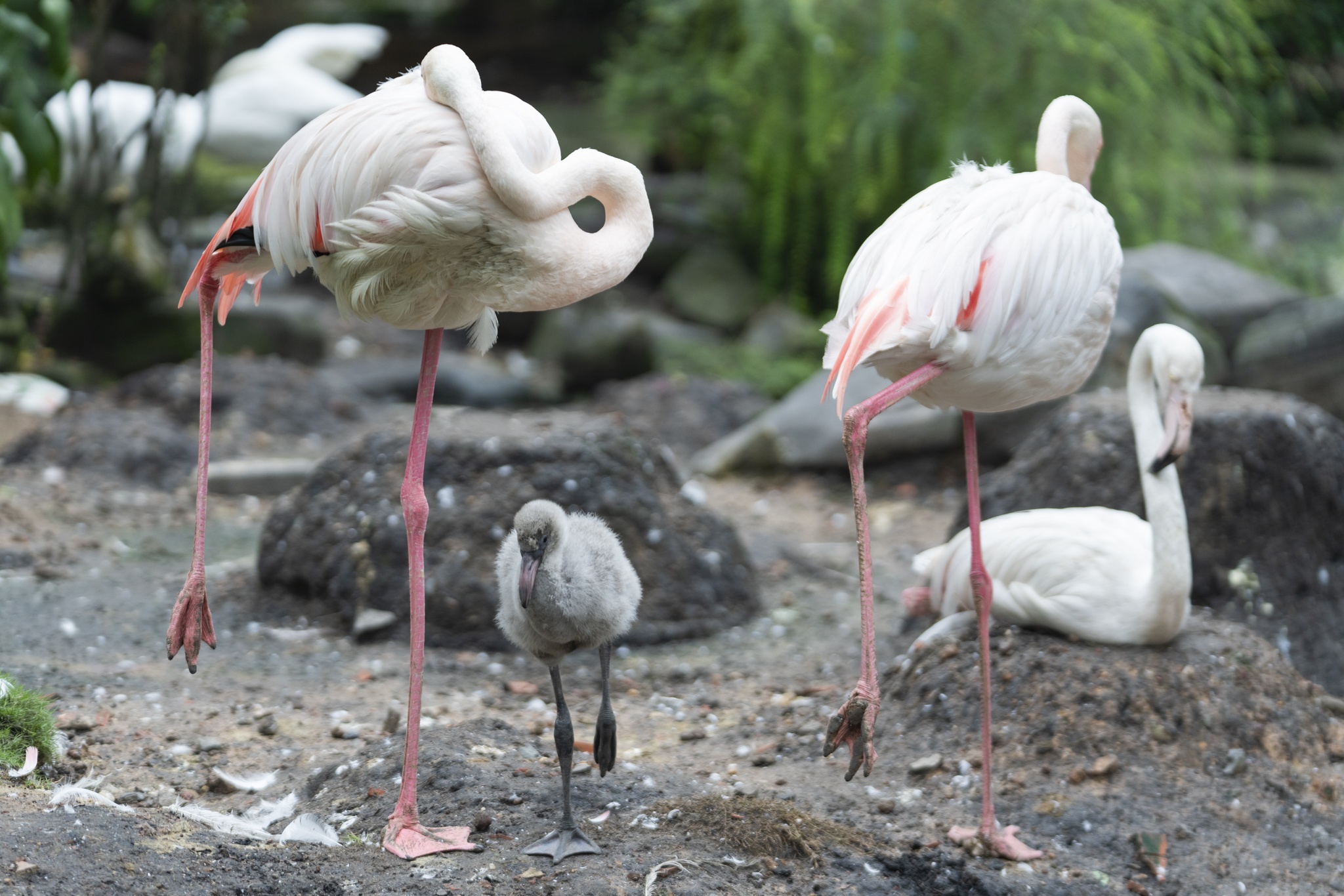 Can canh con hong hac dau tien duoc sinh ra o Thao Cam Vien sau 20 nam hinh anh