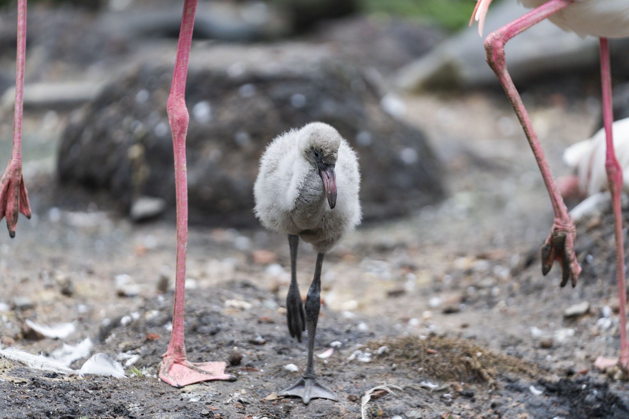 Hồng hạc Thảo Cầm Viên ảnh 18 Hong hac Thao Cam Vien anh 18