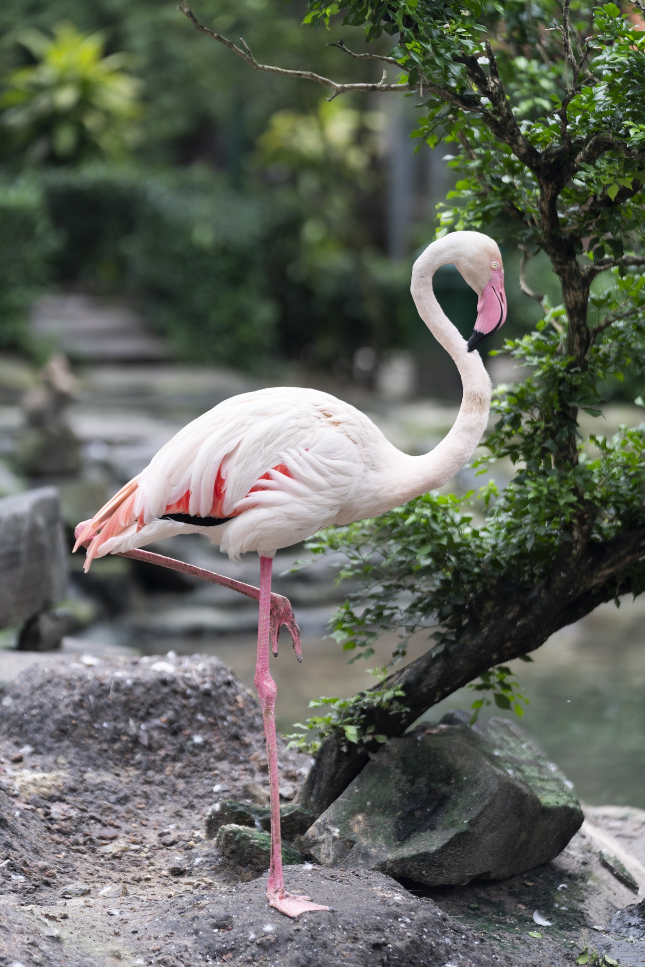 Hồng hạc Thảo Cầm Viên ảnh 16 Hong hac Thao Cam Vien anh 16