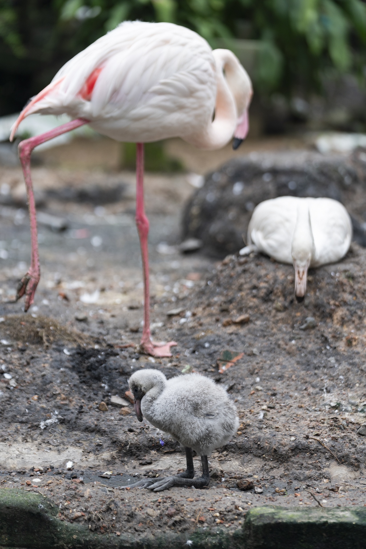 Hồng hạc Thảo Cầm Viên ảnh 17 Hong hac Thao Cam Vien anh 17