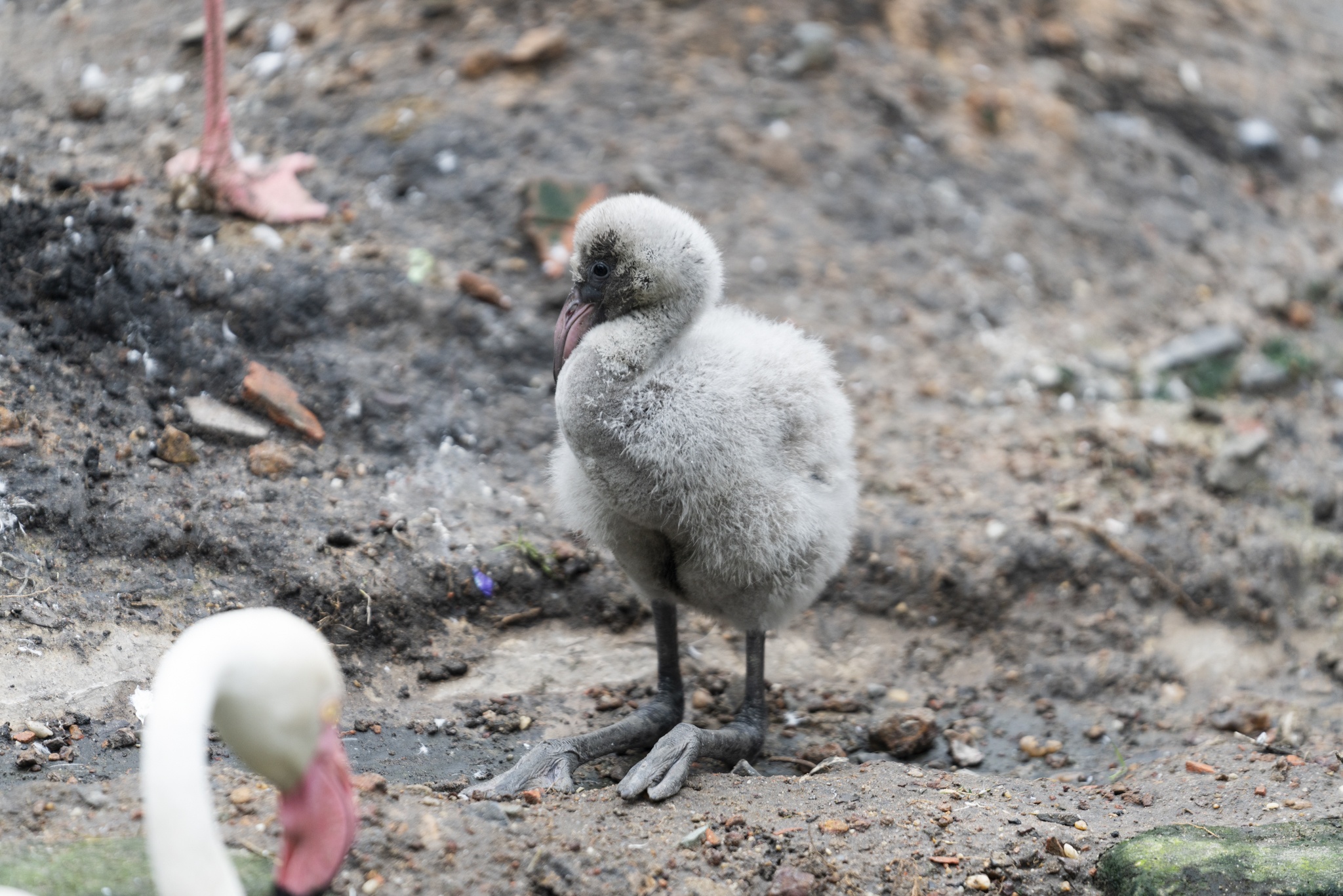 Hồng hạc Thảo Cầm Viên ảnh 11 Hong hac Thao Cam Vien anh 11