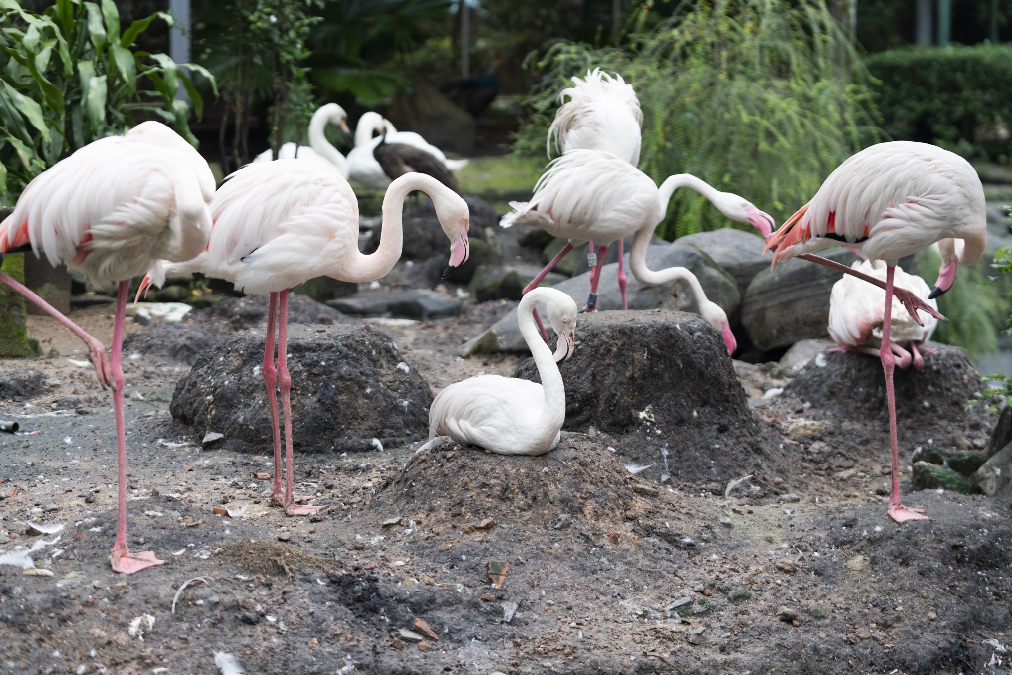 Hong hac Thao Cam Vien anh 12