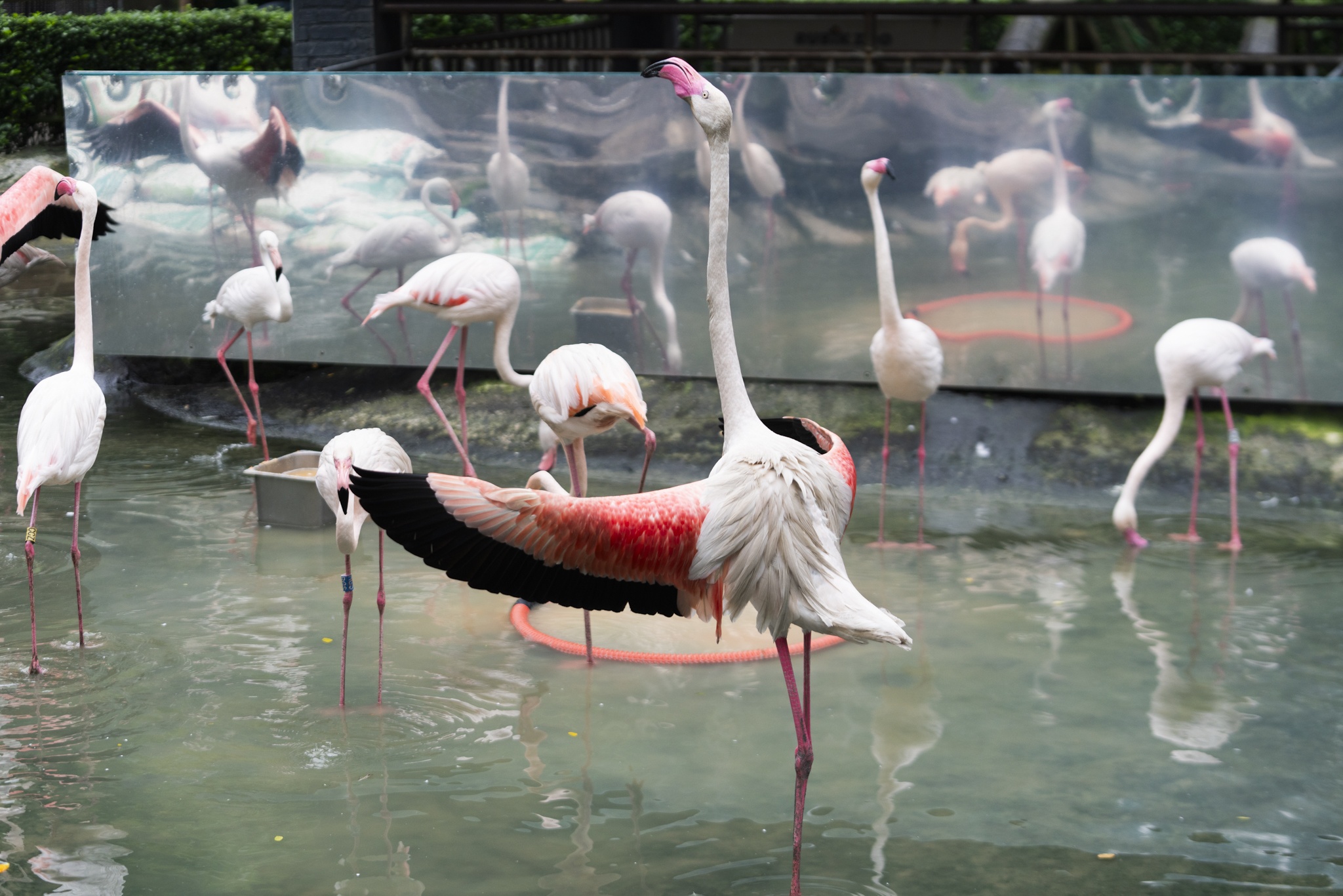 Hong hac Thao Cam Vien anh 6