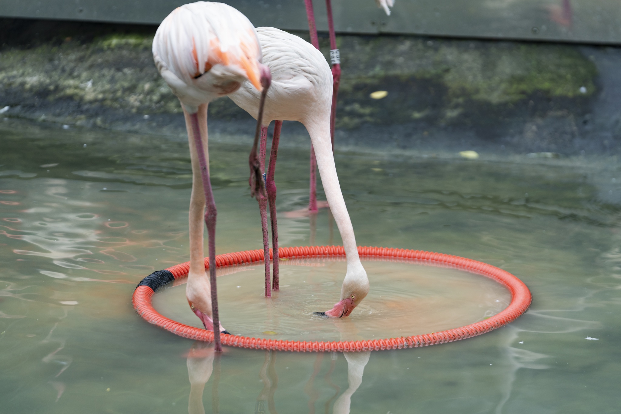 Hồng hạc Thảo Cầm Viên ảnh 9 Hong hac Thao Cam Vien anh 9