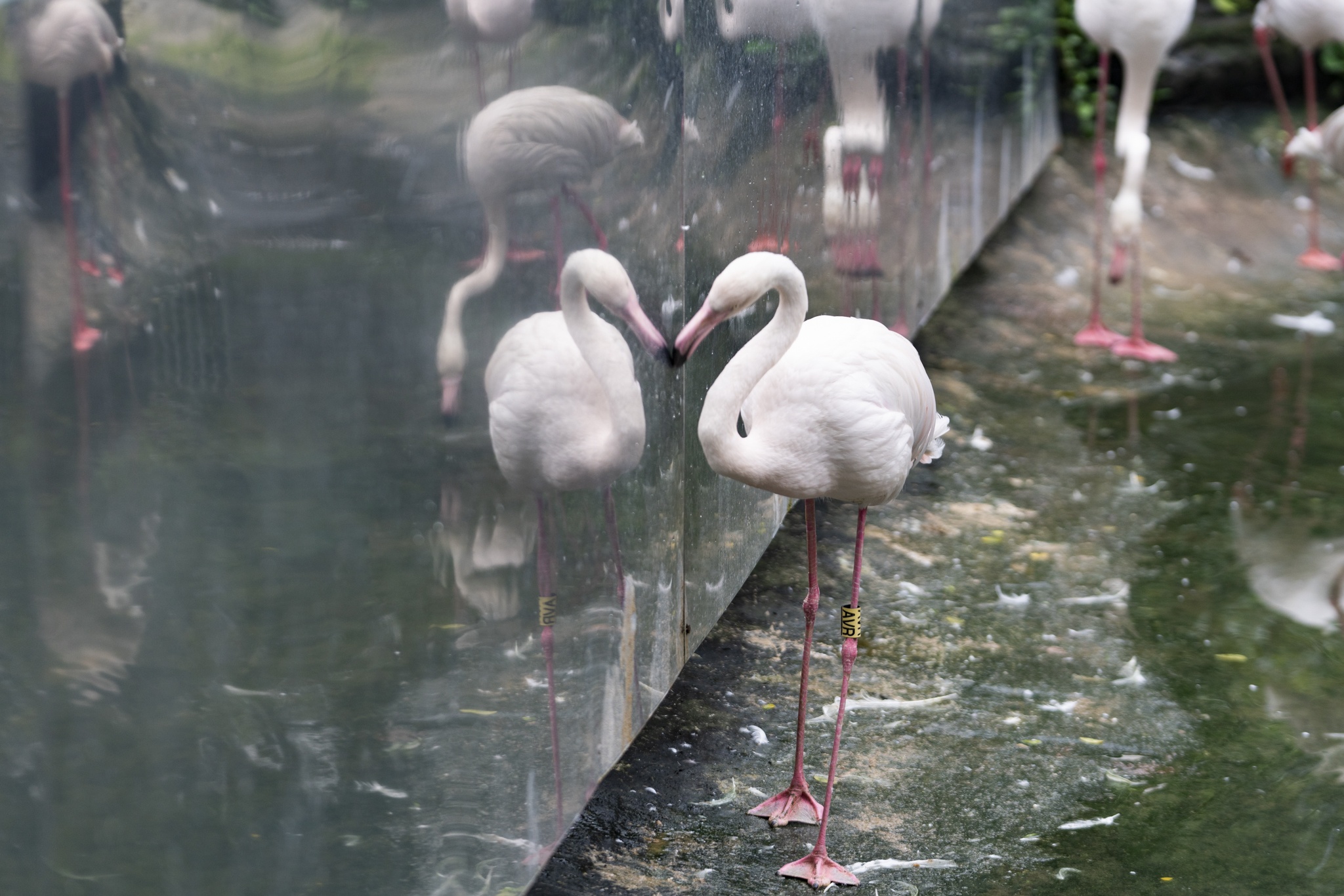 Hồng hạc Thảo Cầm Viên ảnh 8 Hong hac Thao Cam Vien anh 8