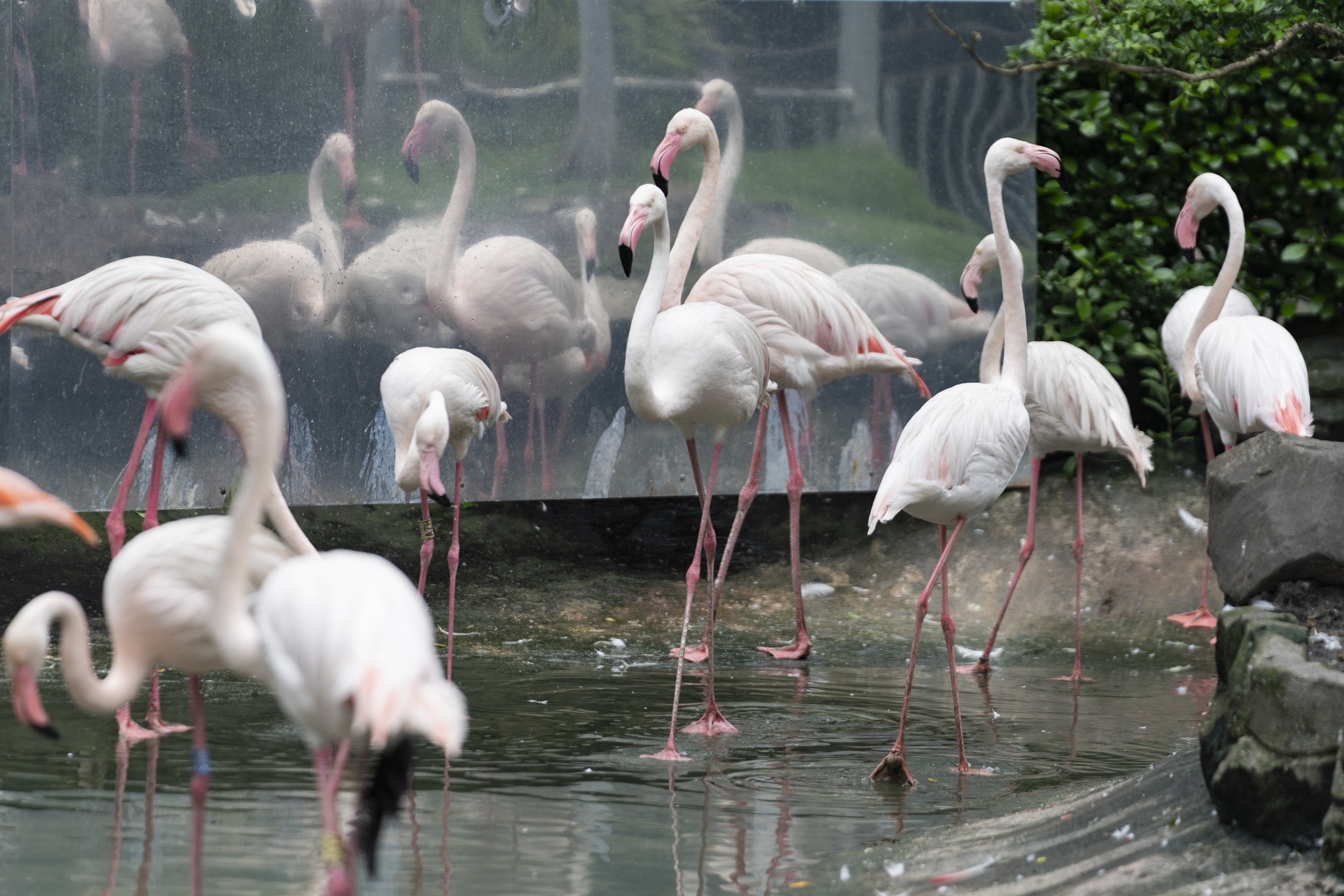 Hong hac Thao Cam Vien anh 7