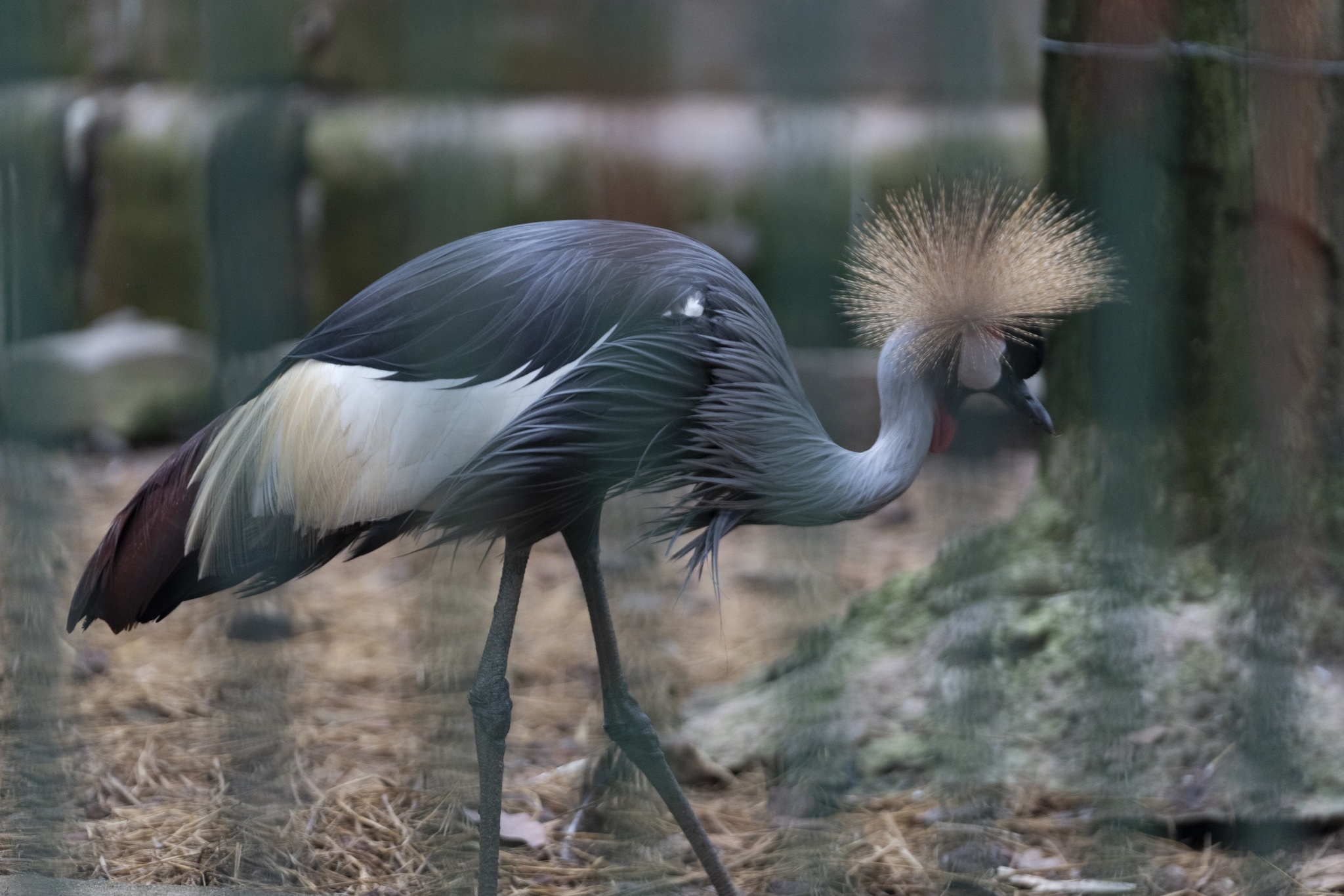 Hồng hạc Thảo Cầm Viên ảnh 20 Hong hac Thao Cam Vien anh 20