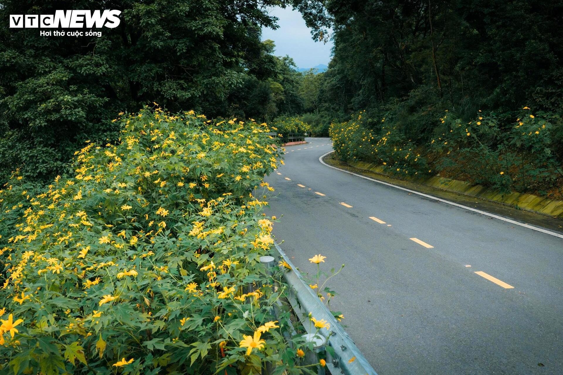 hoa da quy Ba Vi anh 8