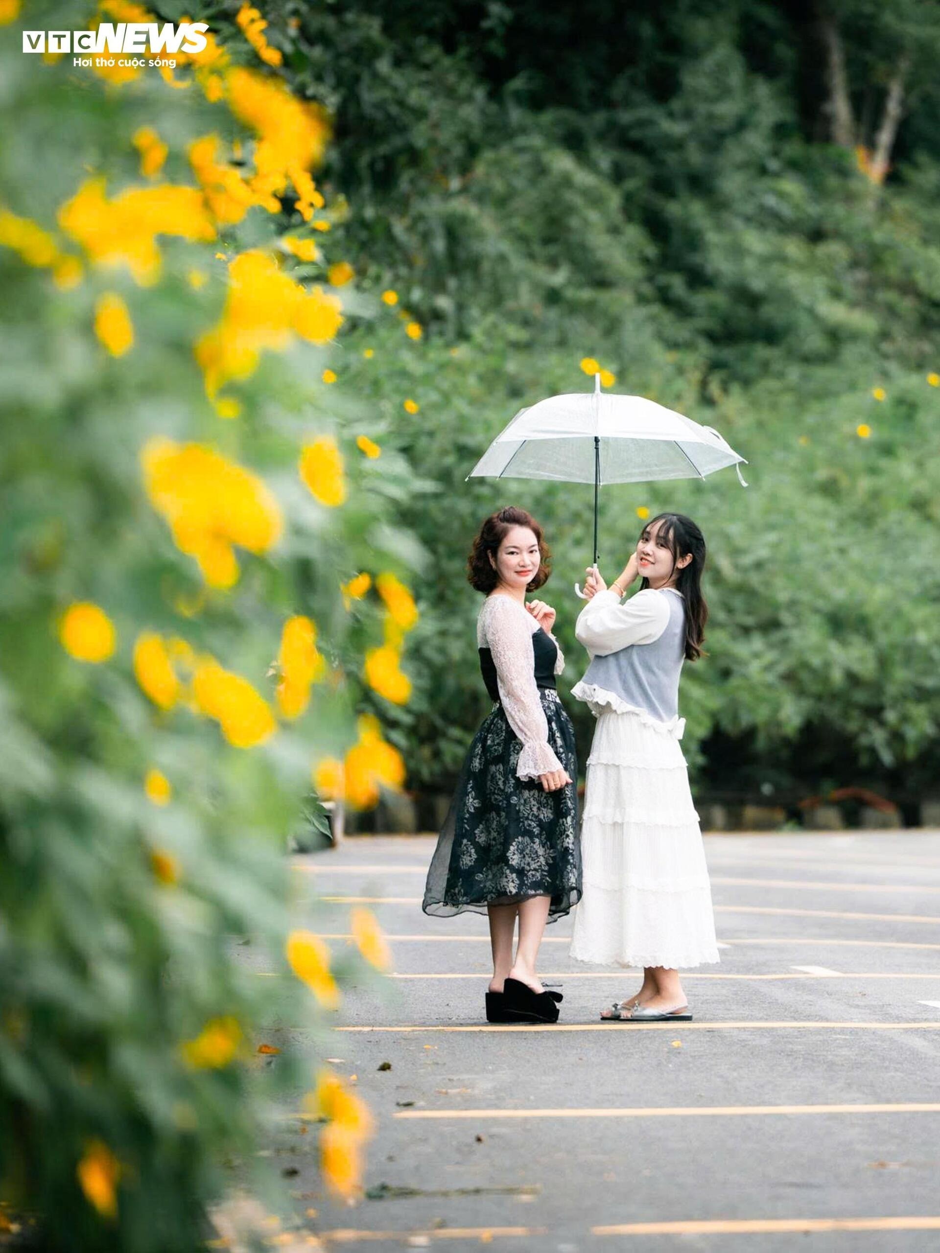 hoa dã quỳ Ba Vì ảnh 9 hoa da quy Ba Vi anh 9