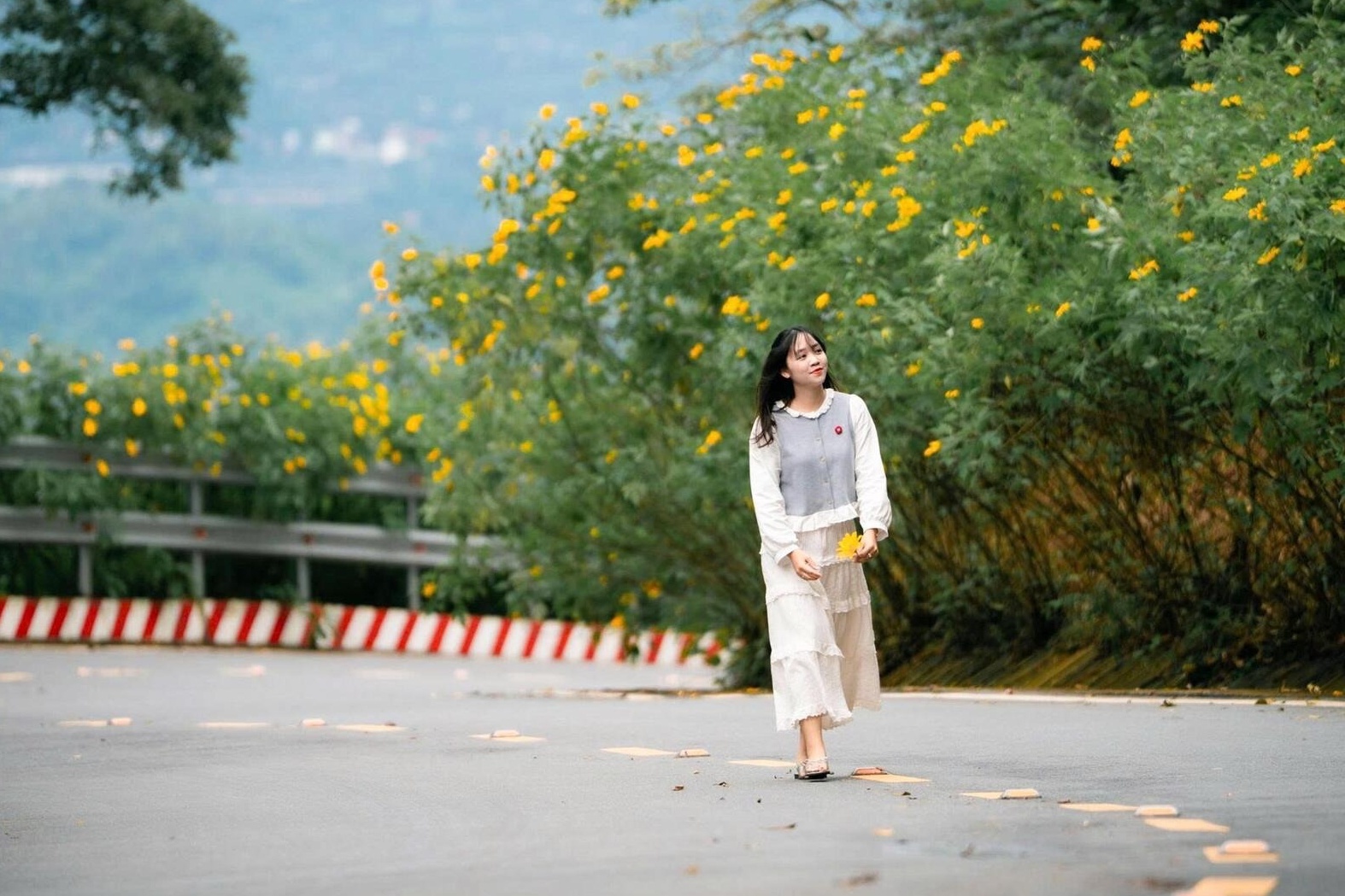 Do xo 'san' anh da quy phu vang suon nui Ba Vi hinh anh