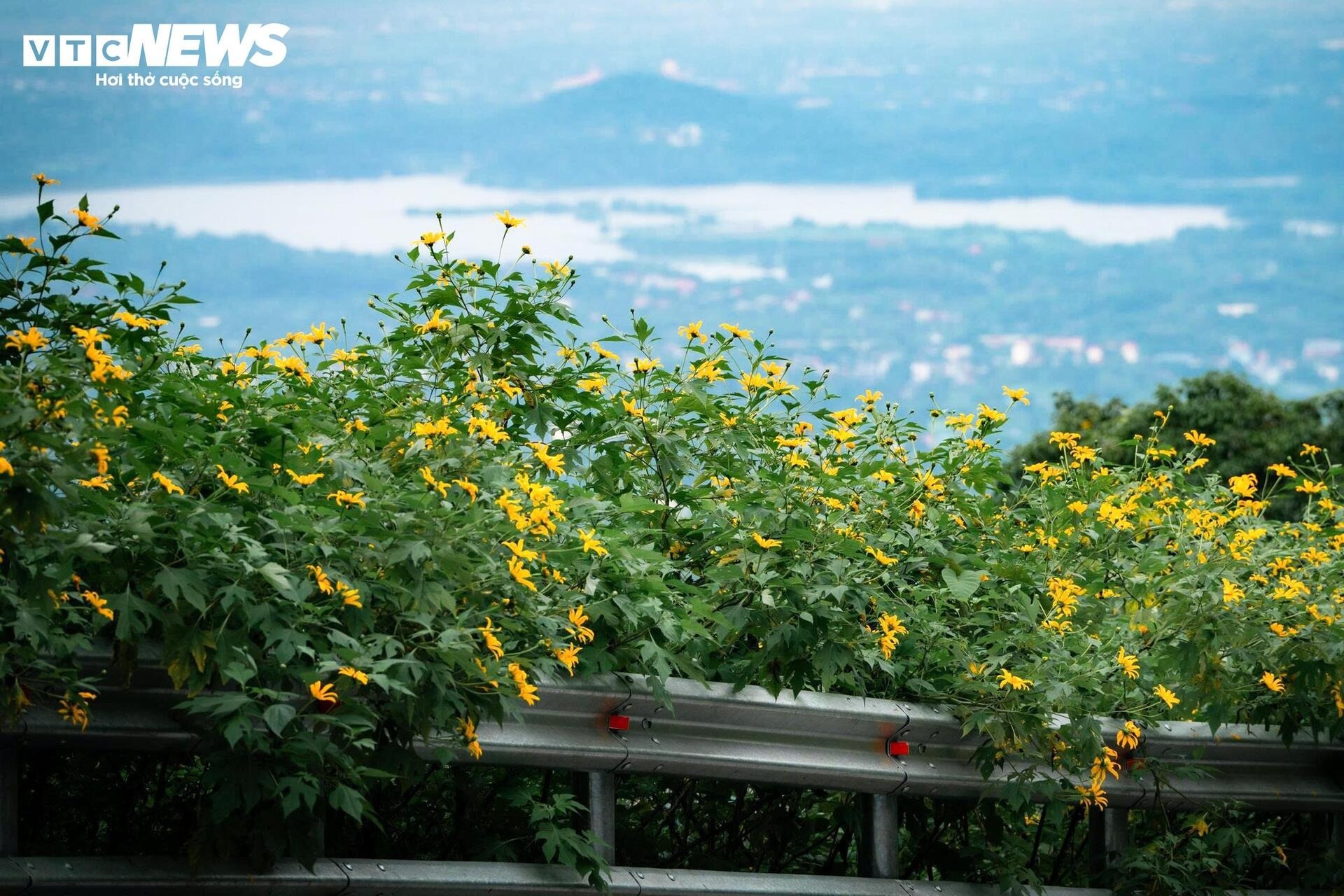 hoa da quy Ba Vi anh 2