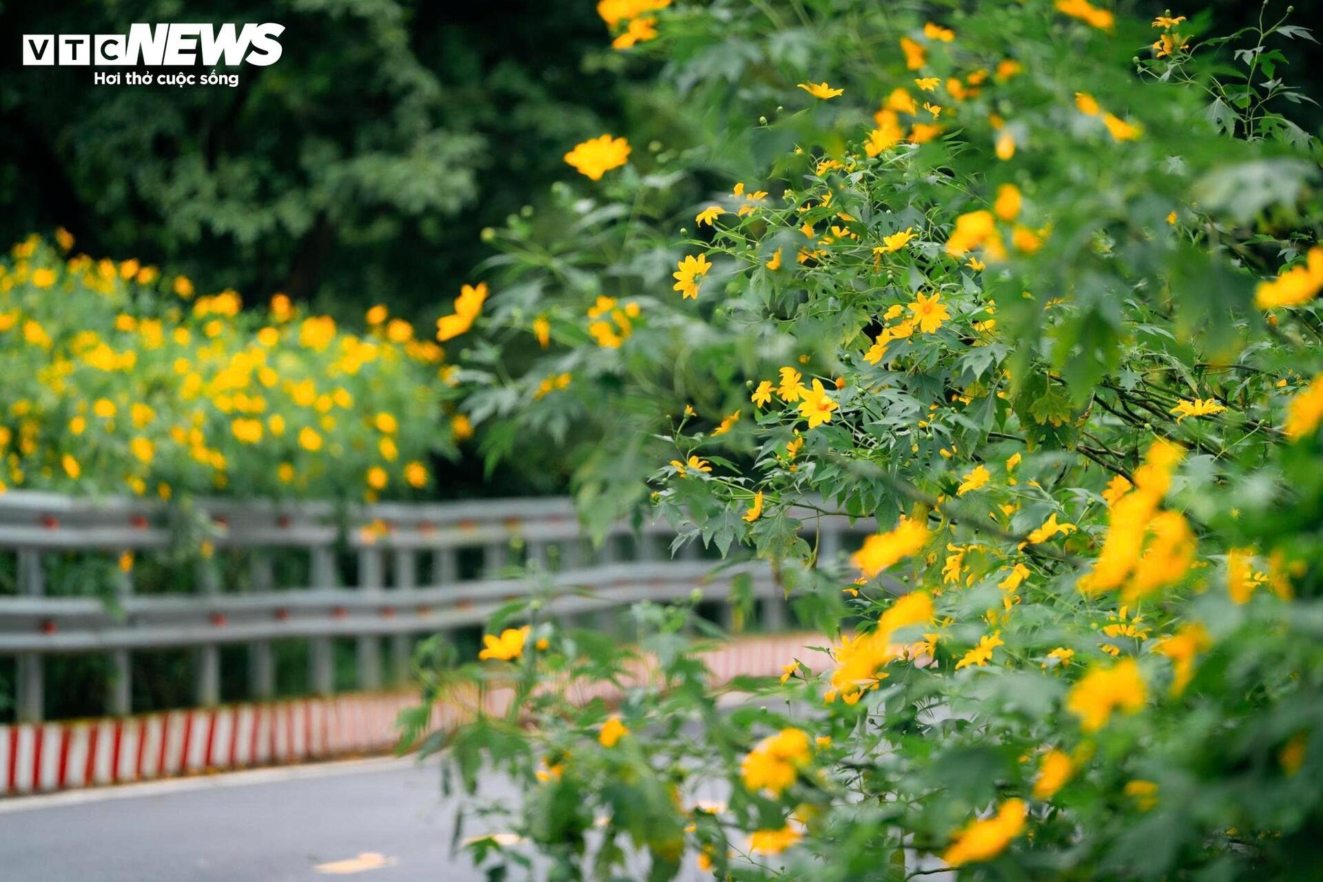 hoa da quy Ba Vi anh 3