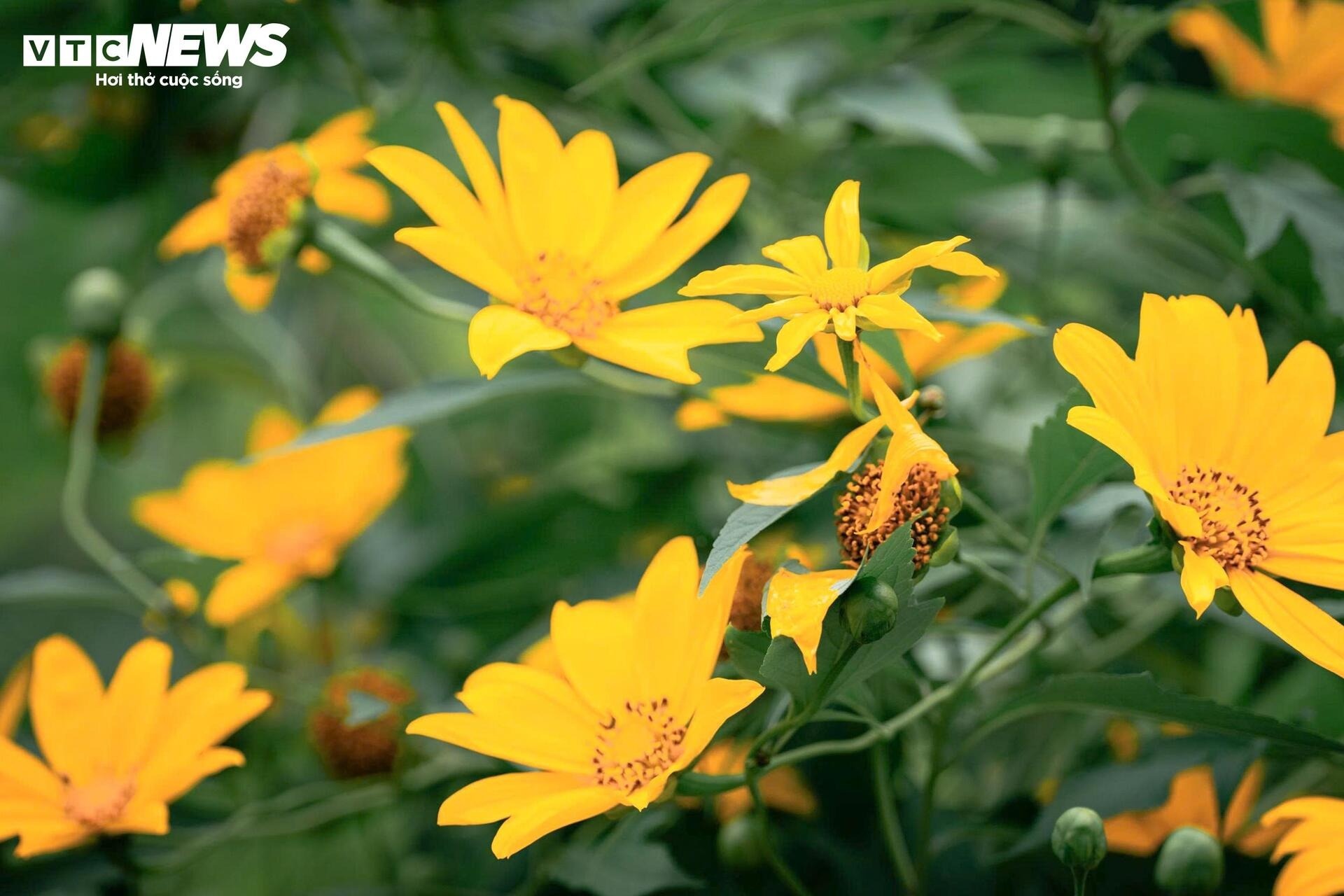 hoa da quy Ba Vi anh 4