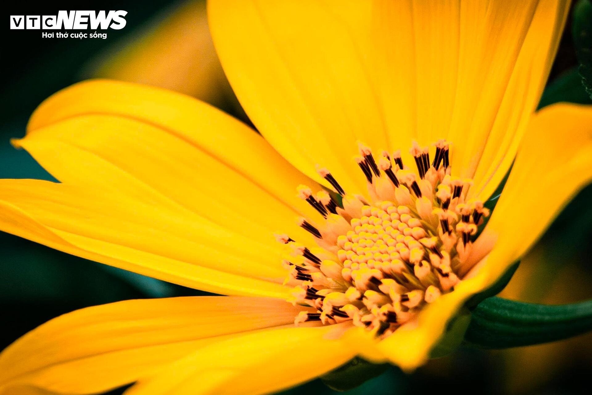 hoa da quy Ba Vi anh 5