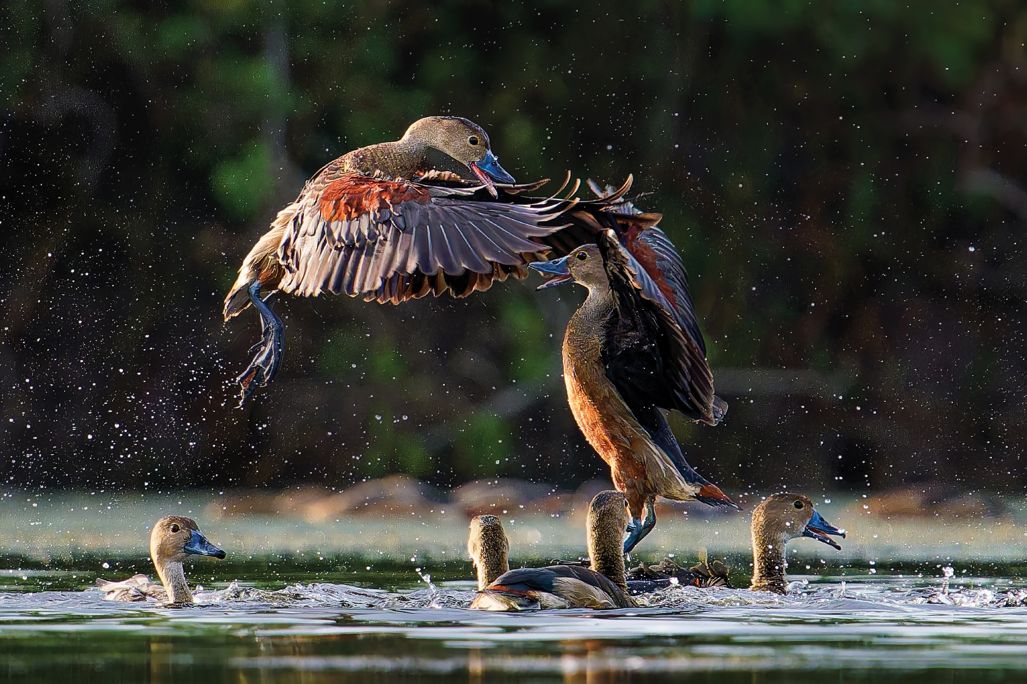 Ảnh Hoang dã Việt Nam ảnh 13 Anh Hoang da Viet Nam anh 13