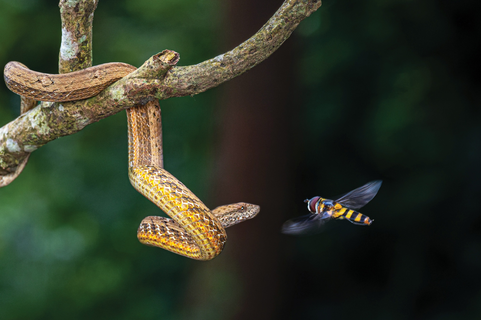 Ảnh Hoang dã Việt Nam ảnh 10 Anh Hoang da Viet Nam anh 10