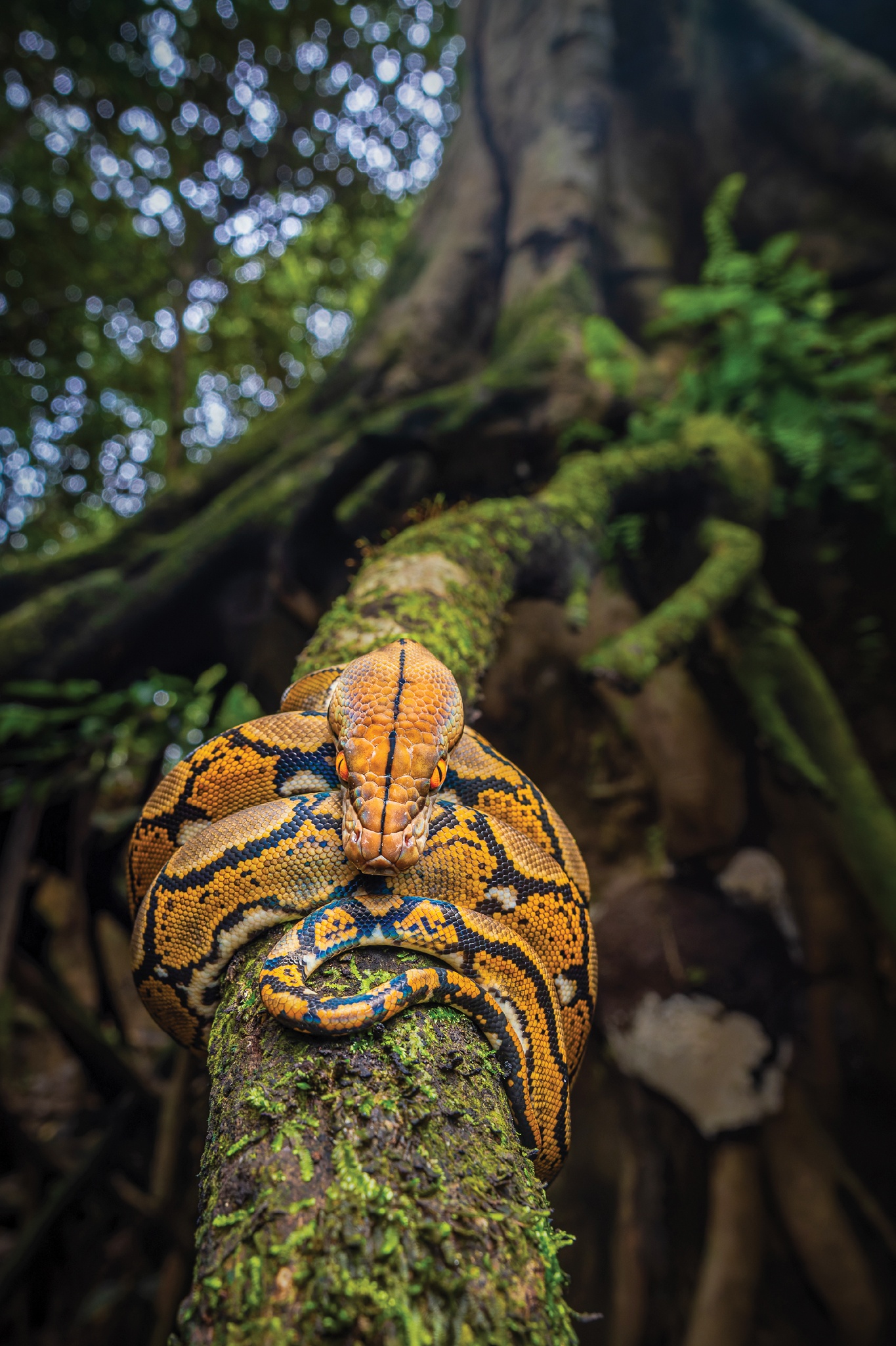 Ảnh Hoang dã Việt Nam ảnh 15 Anh Hoang da Viet Nam anh 15