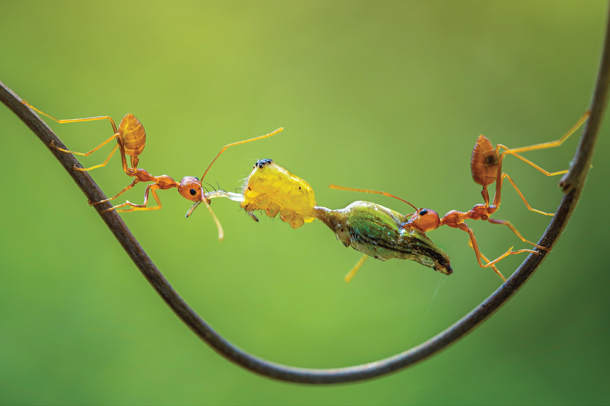 Anh Hoang da Viet Nam anh 12