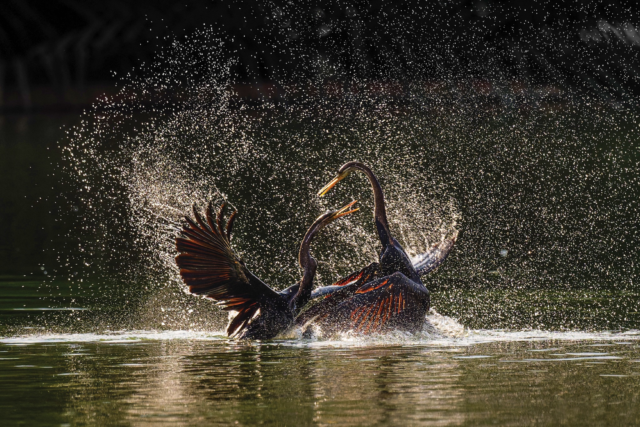 Ảnh Hoang dã Việt Nam ảnh 9 Anh Hoang da Viet Nam anh 9